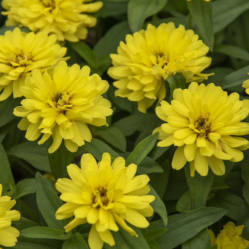 Marylandzinnie 'Zahara Double Yellow'