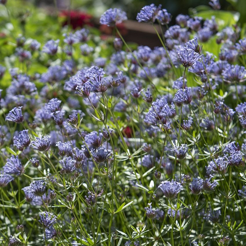 Blauer Waldmeister 'Blue Surprise'