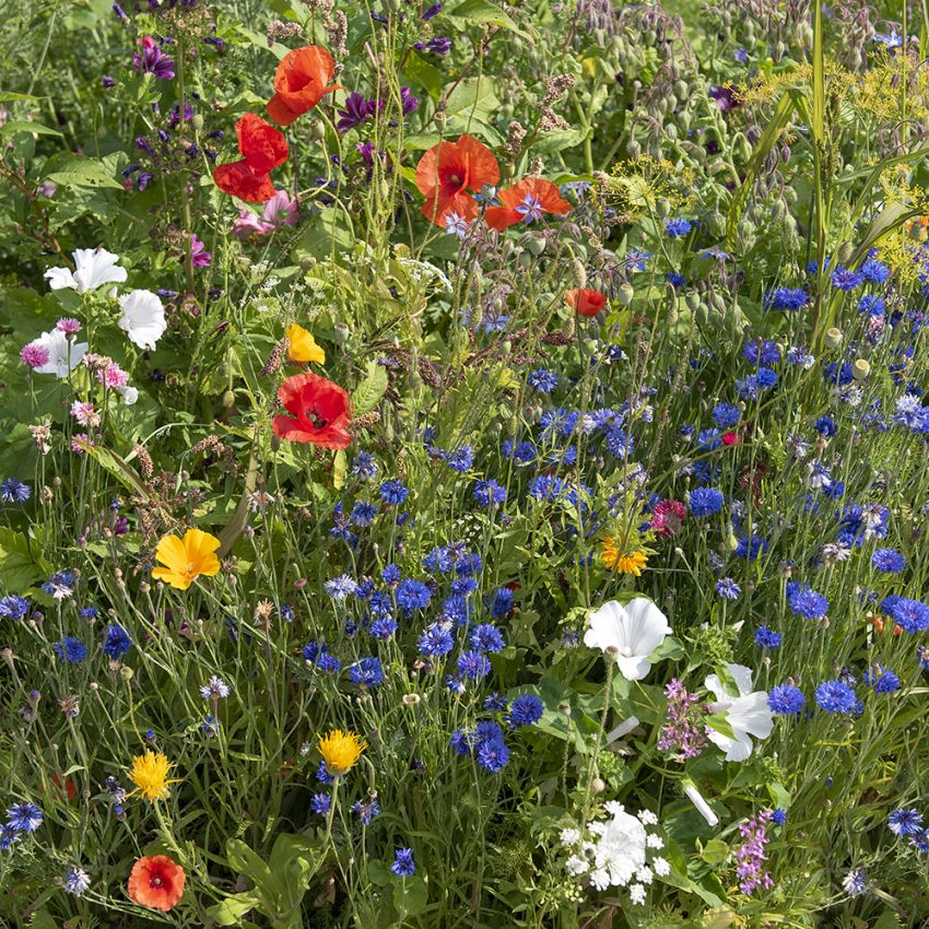 Sommerblumen Begleitpflanzen