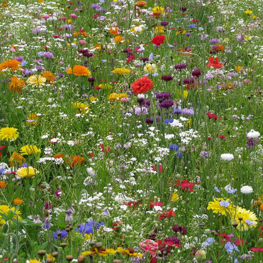 Sommerblumen Mischung