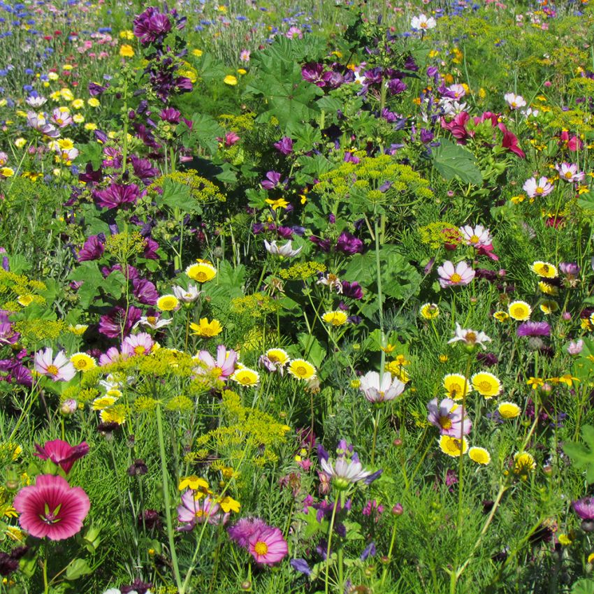 Sommerblumen Kulturerbe