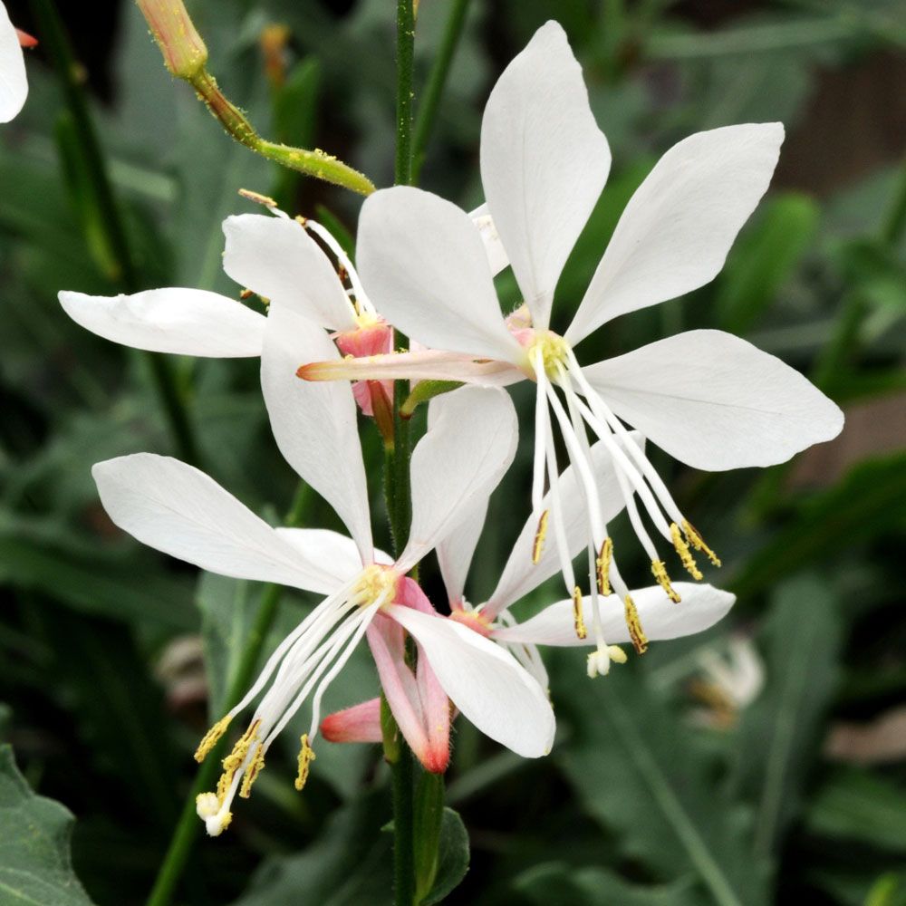 Prachtkerze ‘Sparkle White‘