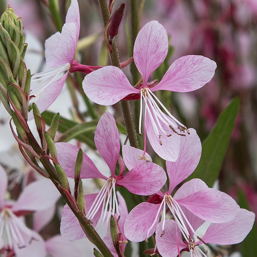 Prachtkerze 'Emmeline Pink Bouquet'