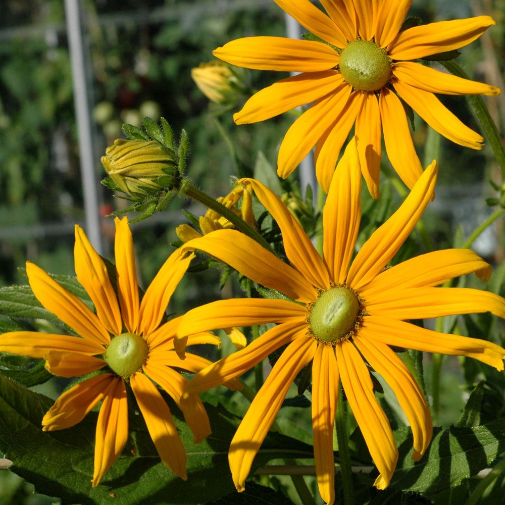 Sonnenhut 'Prairie Green Eyes'