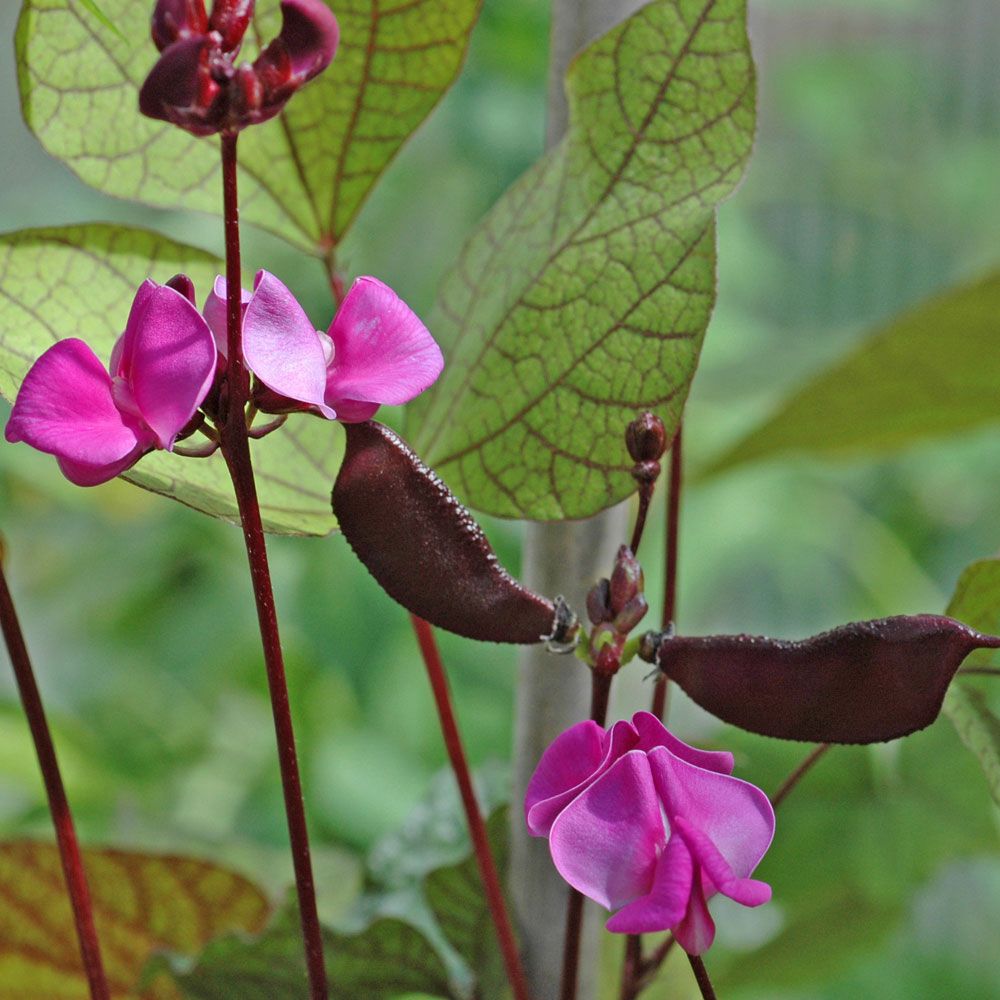 Rotblättrige Helmbohne 'Ruby Moon'