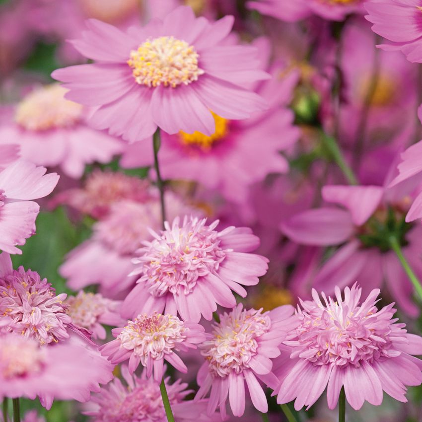 Schmuckkörbchen 'Popsocks Pink'