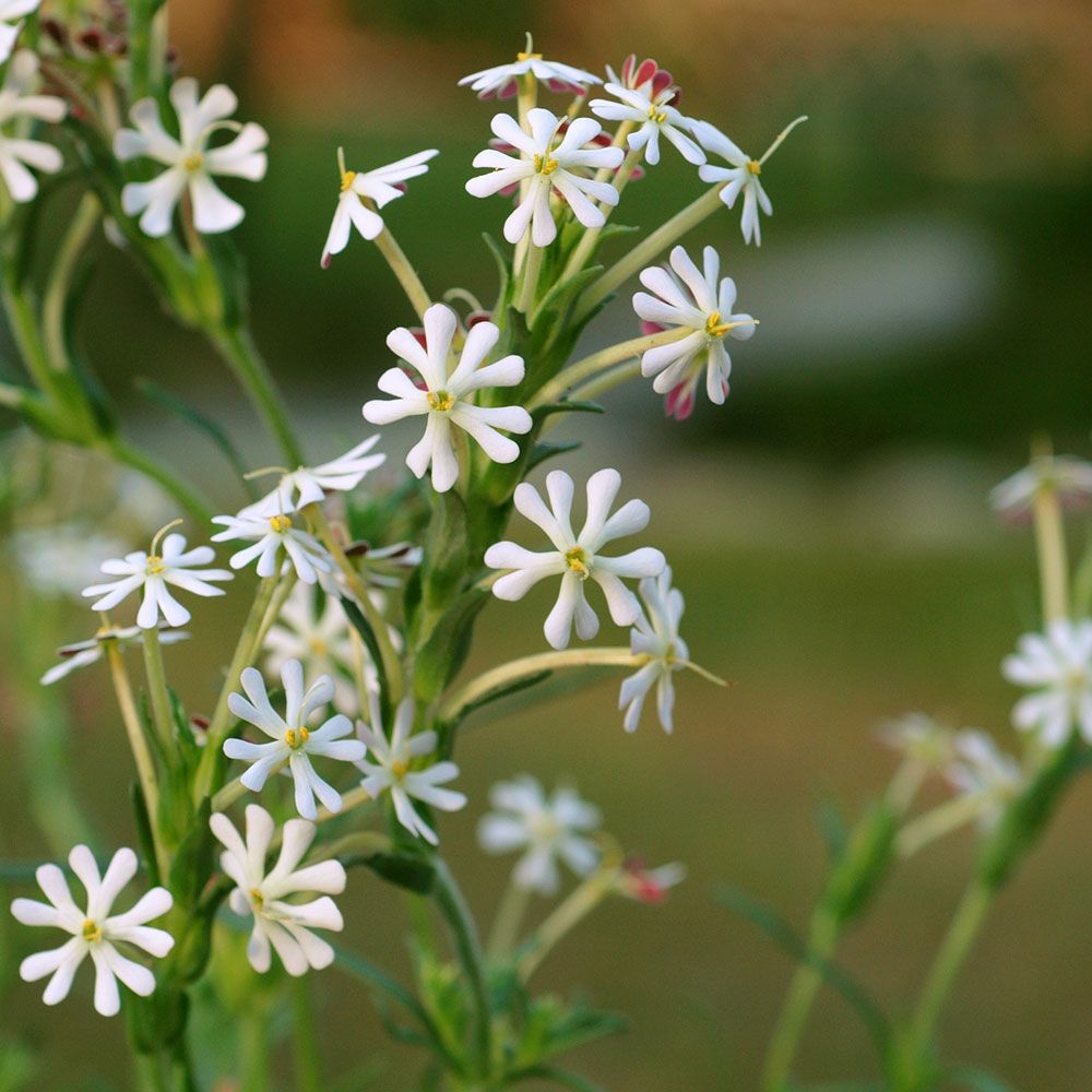 Sternbalsam 'Midnight Candy'