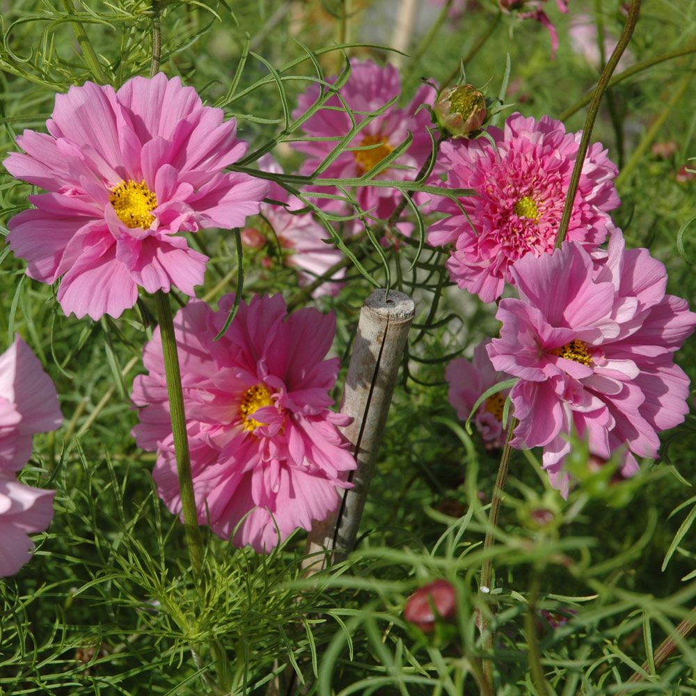 Schmuckkörbchen 'Double Click Rose Bonbon'