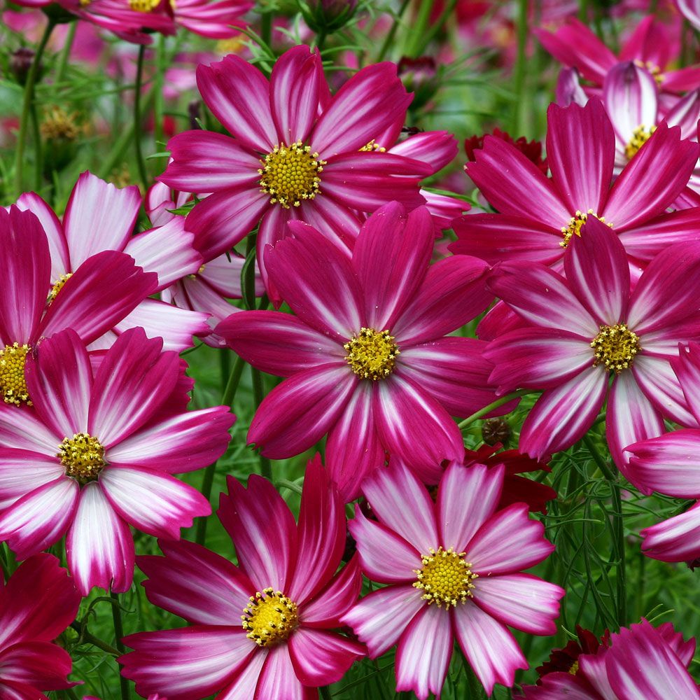 Schmuckkörbchen 'Cosimo Red-White'