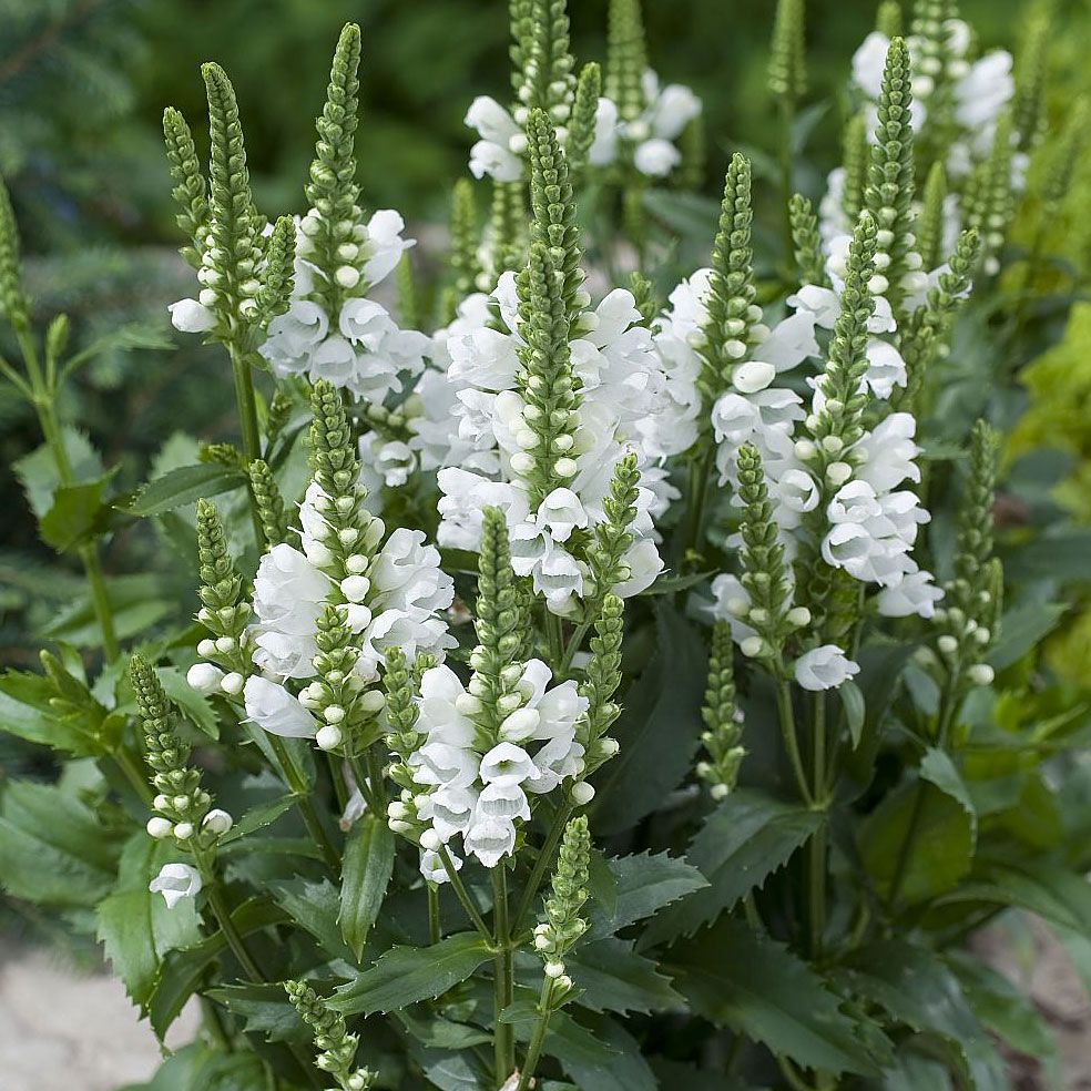 Gelenkblume 'Crystal Peak White'