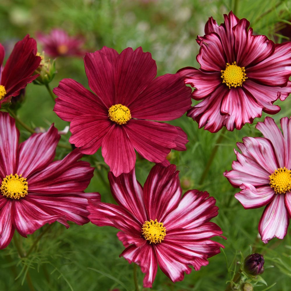 Schmuckkörbchen 'Velouette'