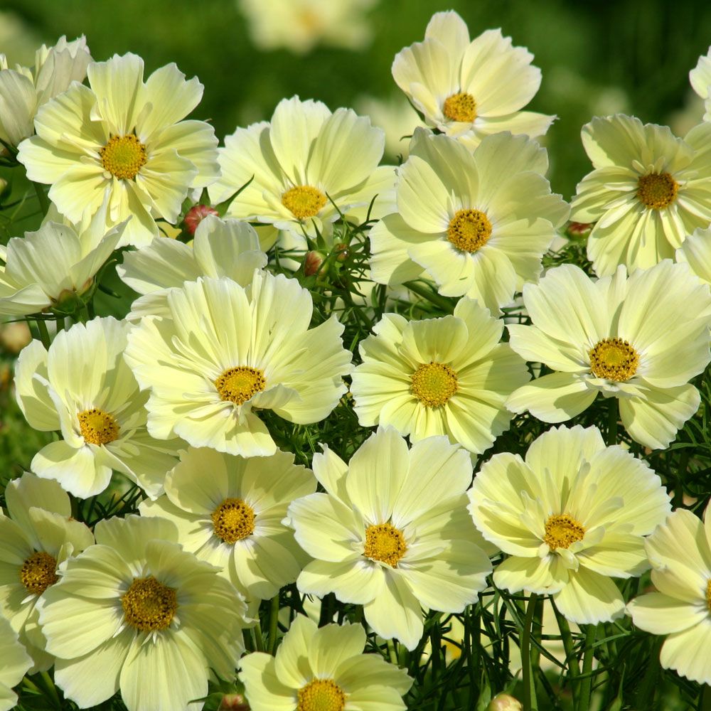 Schmuckkörbchen 'Xanthos'