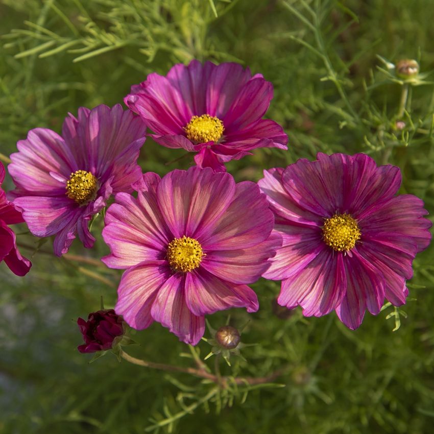 Schmuckkörbchen 'Xsenia'