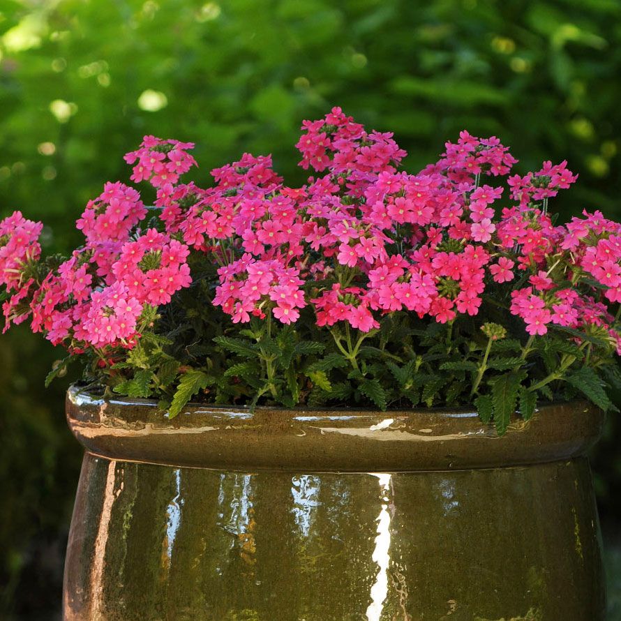 Verbene ’Quartz XP Pink'