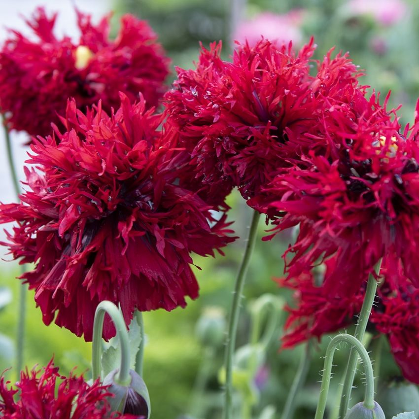 Gefranster Schlafmohn 'Crimson Feathers'