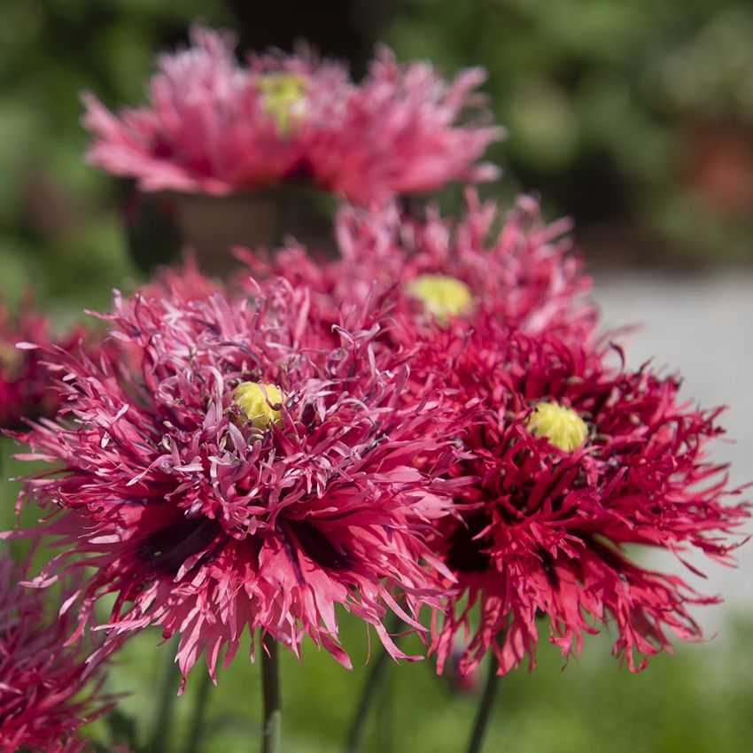 Gefranster Schlafmohn 'Rose Feathers'