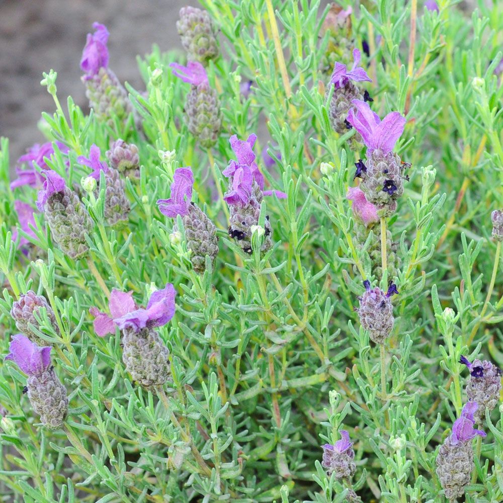 Schopf-Lavendel 'Bandera Purple'