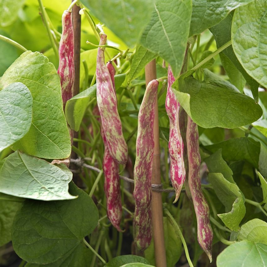 Borlotti Bohne 'Tintoretto'