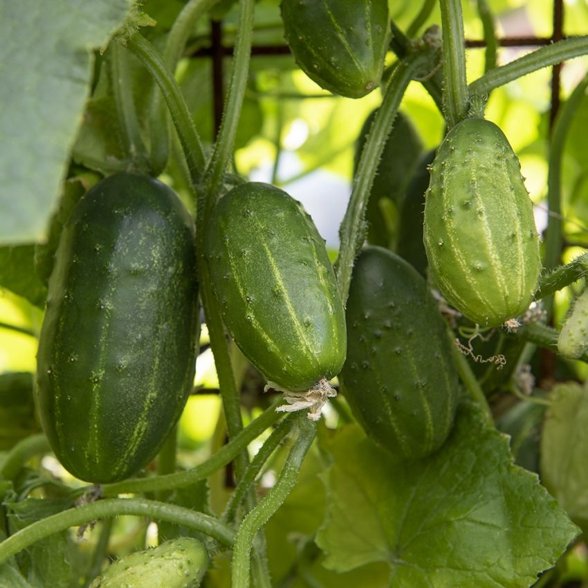 Einlegegurke F1 'Anulka'