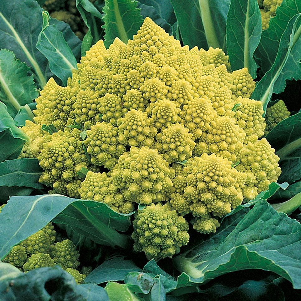 Blumenkohl 'Romanesco natalino'