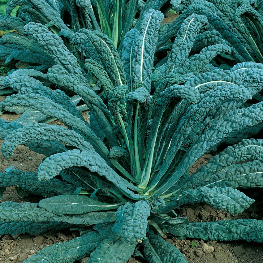 Palmkohl 'Nero di Toscana'