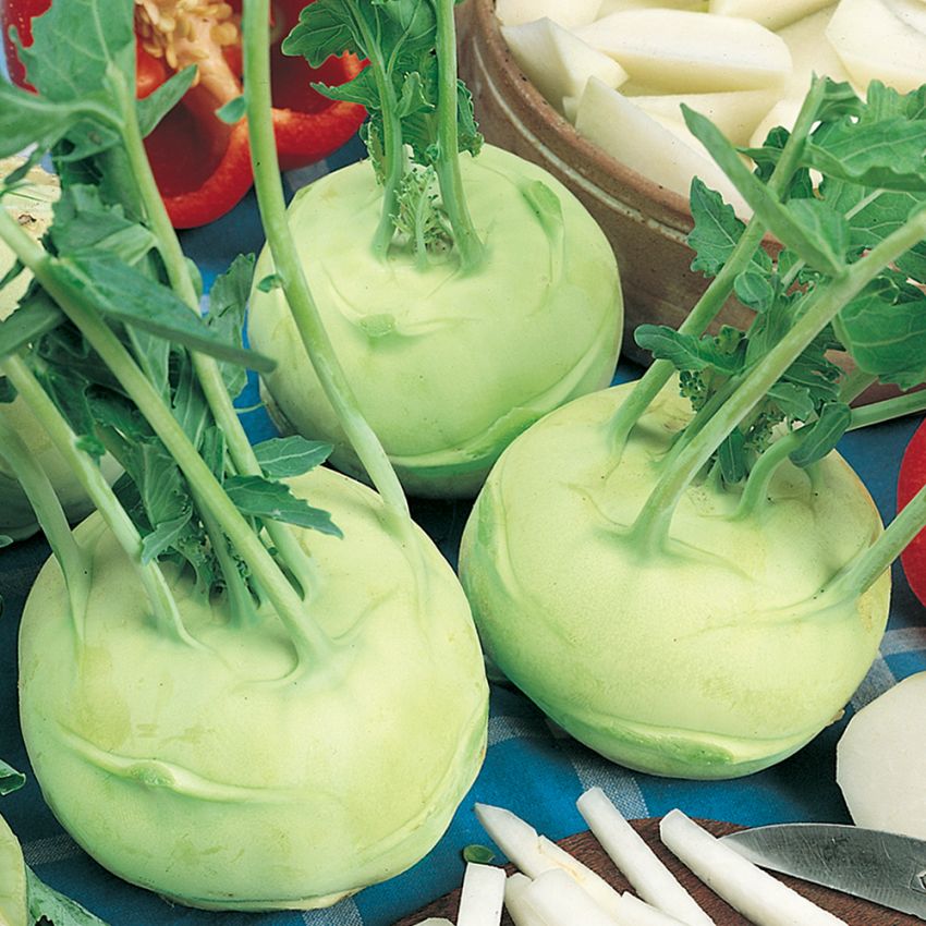 Kohlrabi 'Wiener Vit'