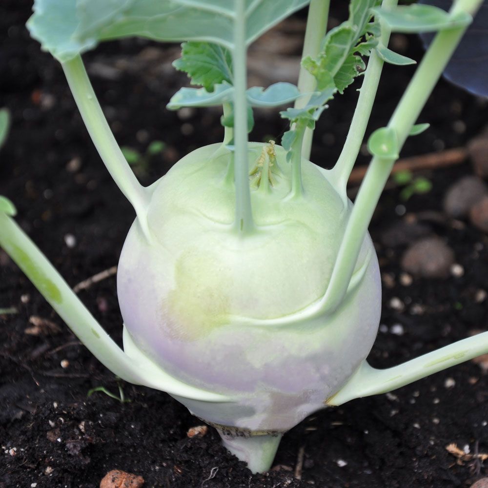 Kohlrabi 'Noriko'