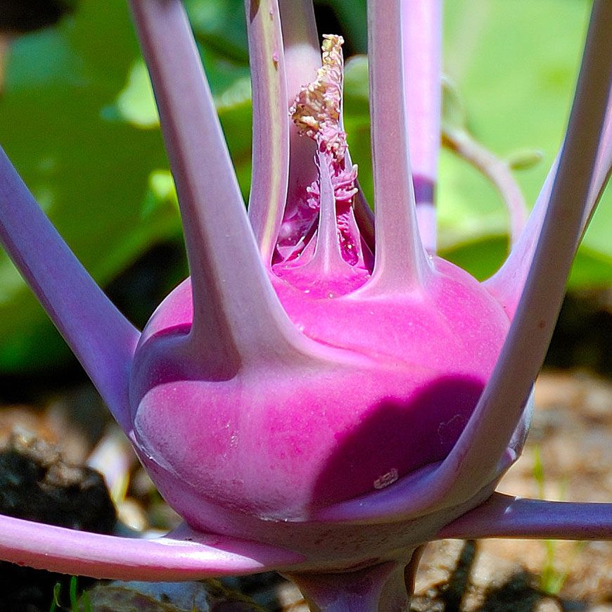 Kohlrabi 'Wener Blauwe'