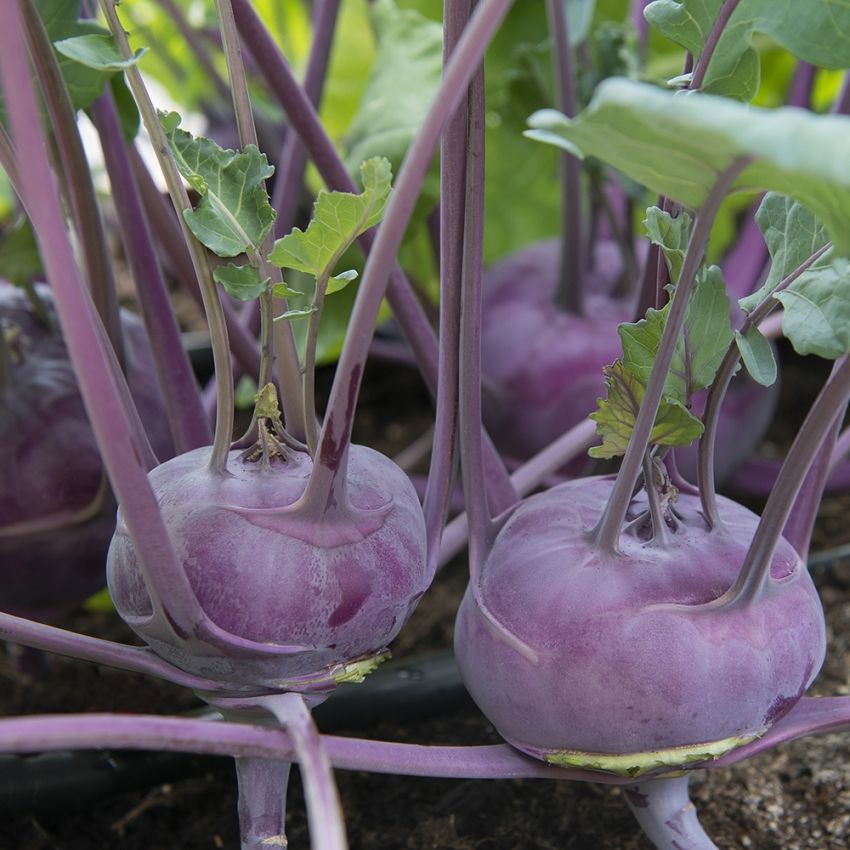 Kohlrabi 'Azur-Star'