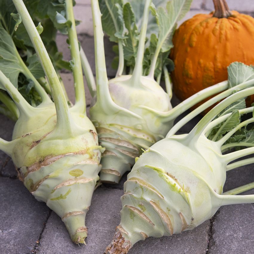 Kohlrabi 'Gigant'