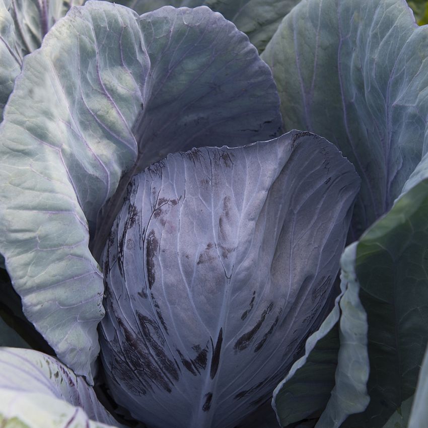 Rotkohl F1 'Buscaro'