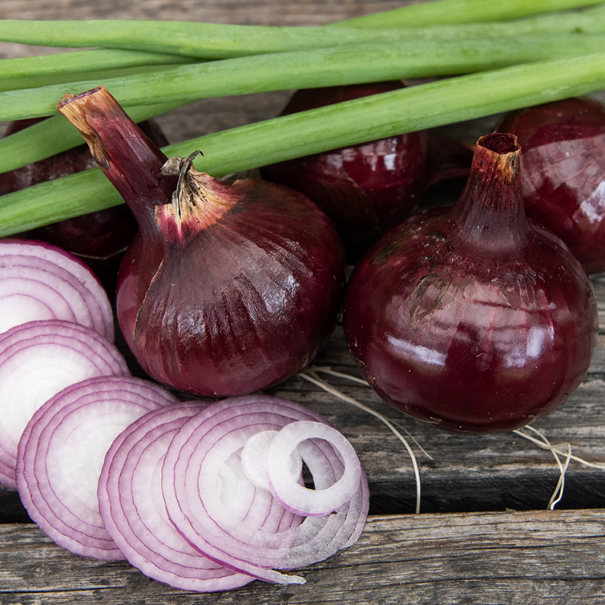 Rote Zwiebel F1 'Ruby Star'