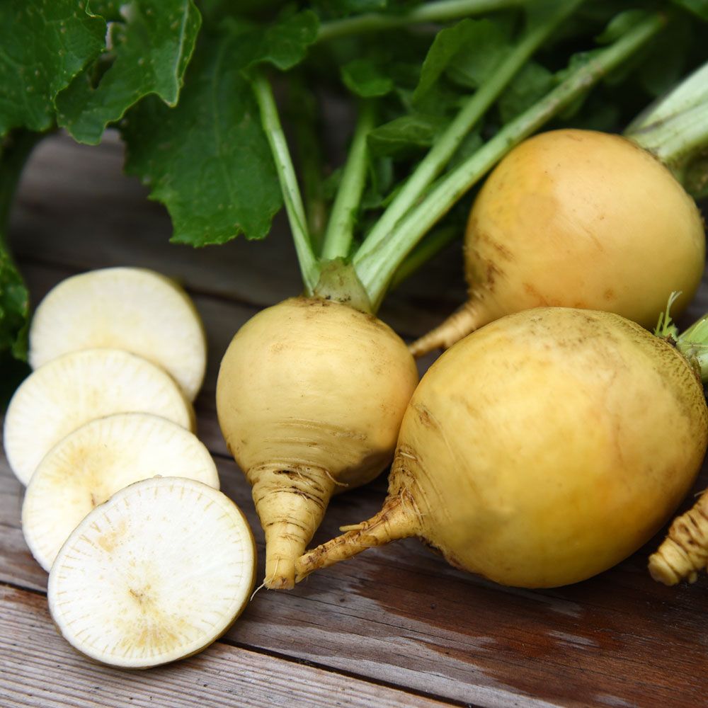 Mairübe 'Amarillo bola de oro'