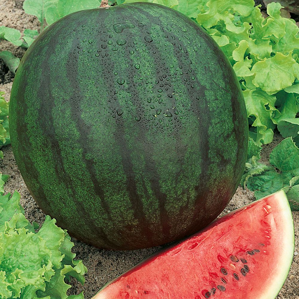 Wassermelone 'Sugar Baby'