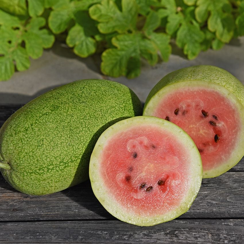 Wassermelone 'Charleston Gray'