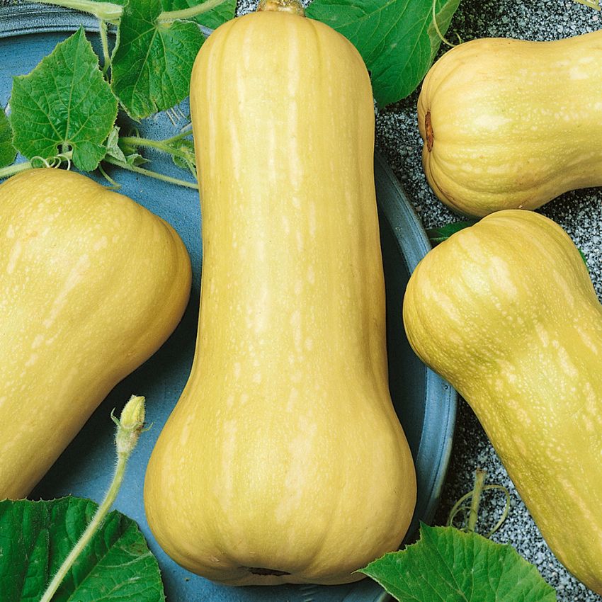 Butternut 'Waltham Butternut'