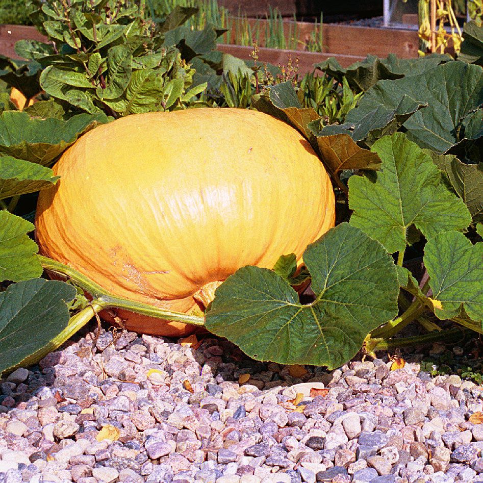 Riesenkürbis 'Atlantic Giant'