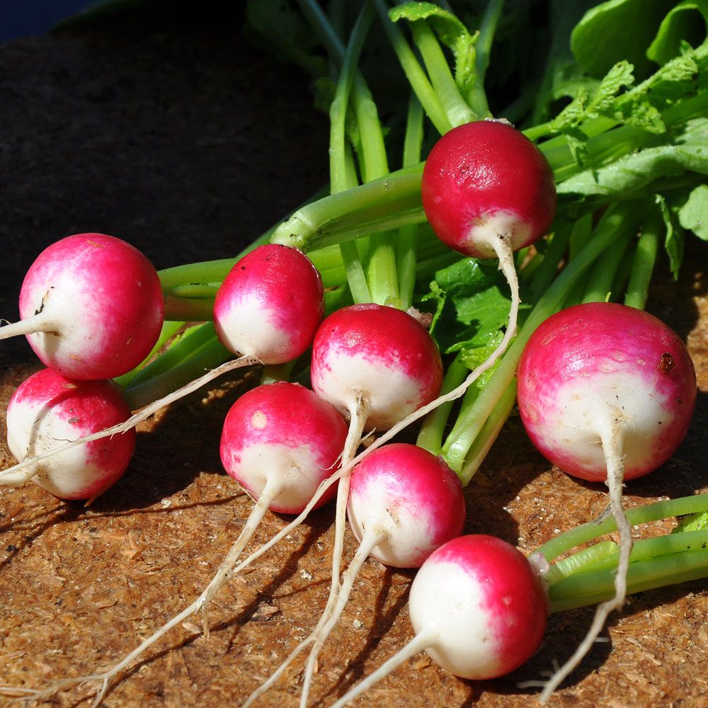 Radieschen 'Rond rose à bout blanc 2'