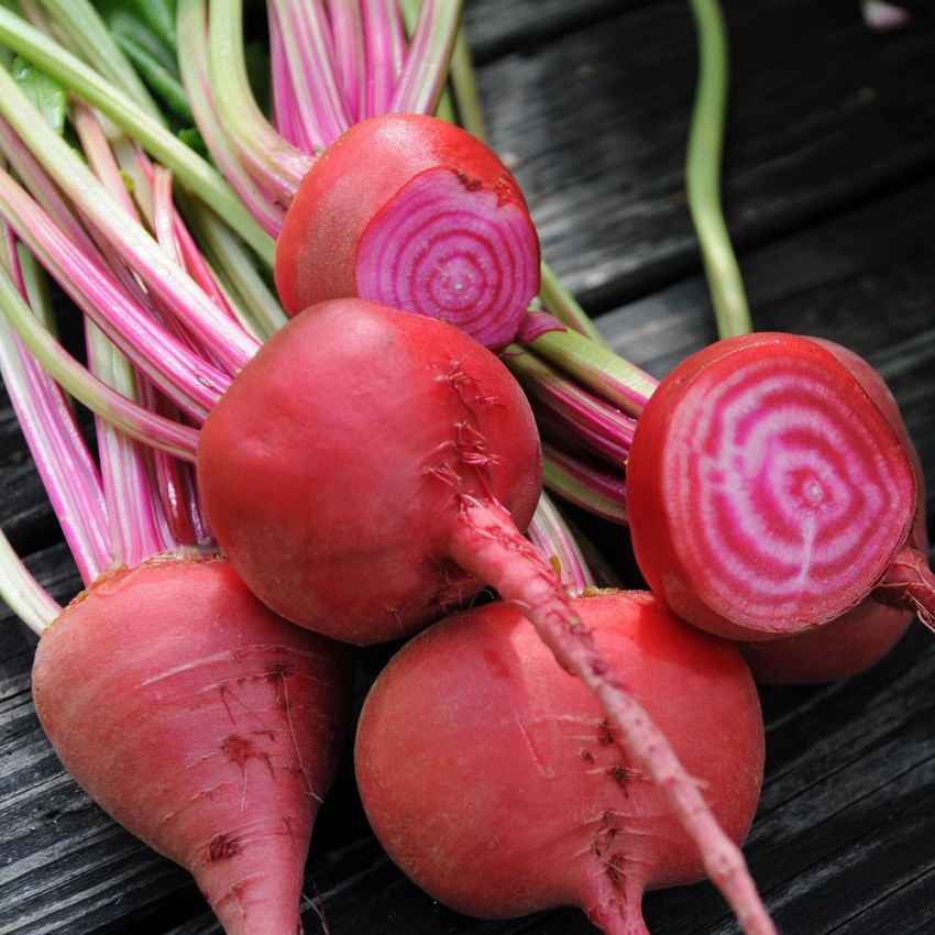 Rote Bete 'Chioggia'