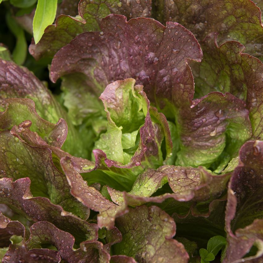 Eisbergsalat 'Red Iceberg'