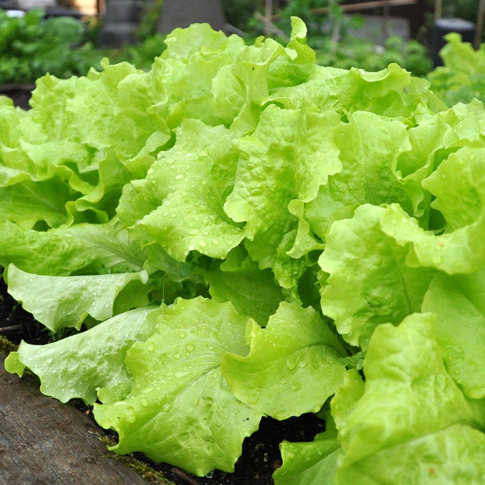 Pflücksalat 'Black Seeded Simpson'