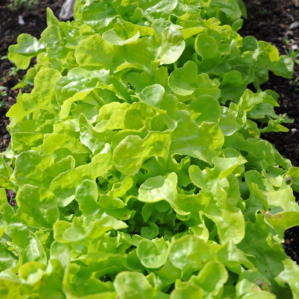 Pflücksalat 'Salad Bowl'