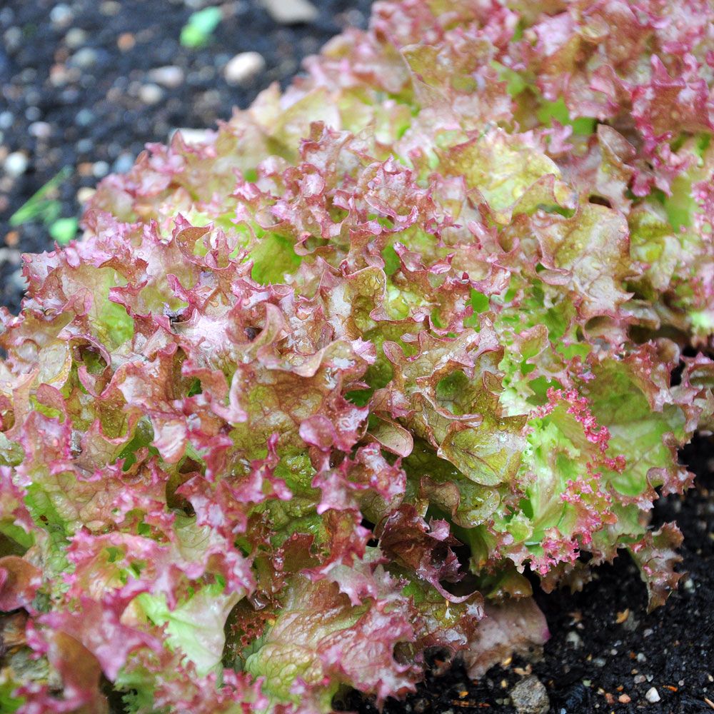 Pflücksalat 'Lollo Rossa'