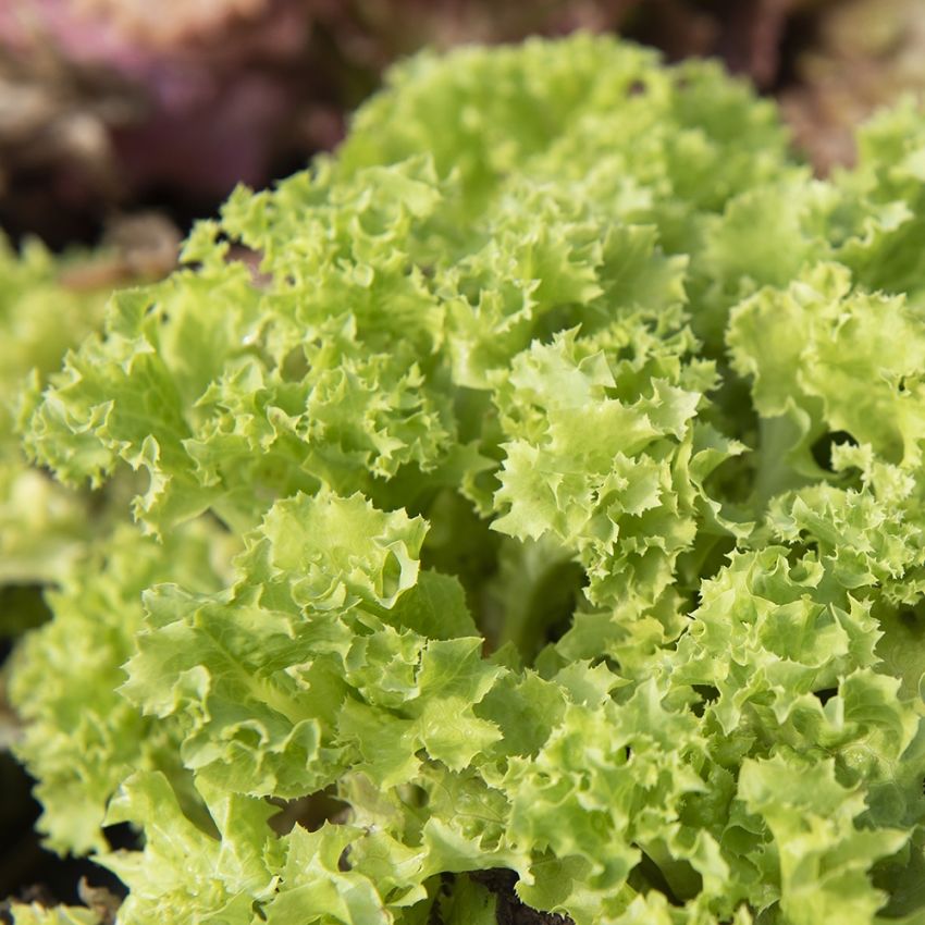 Pflücksalat 'Lollo Bionda'