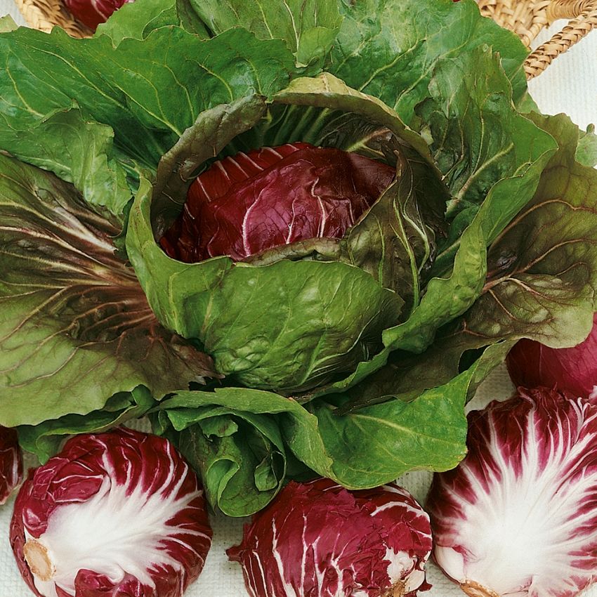 Radicchio 'Palla Rossa 3' 