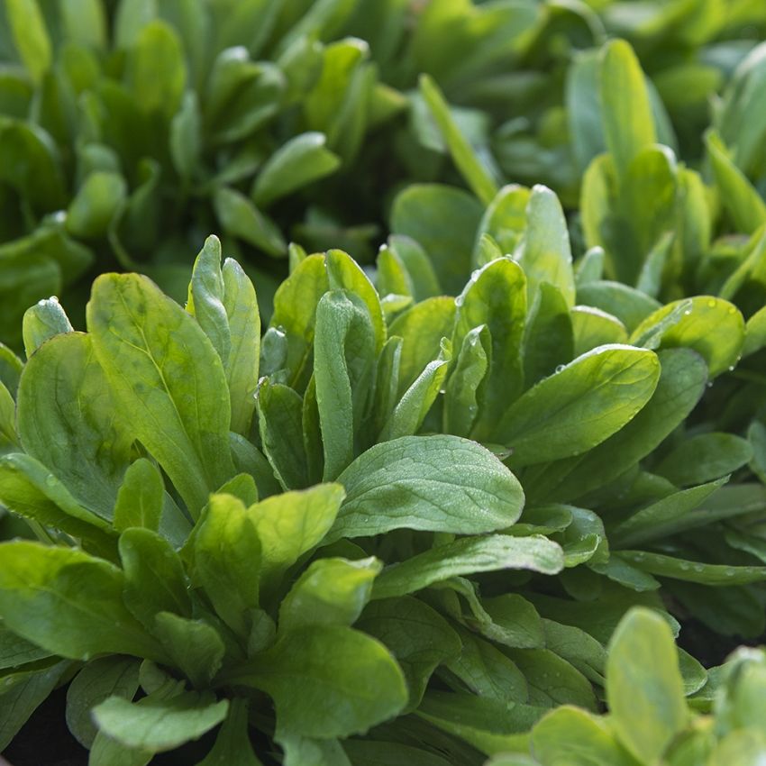 Feldsalat 'Grote Noordhollandse'