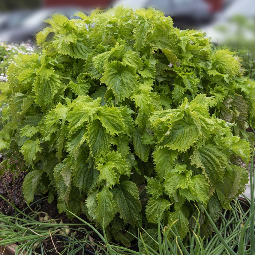 Grüner Shiso ‘Green Ruffled‘