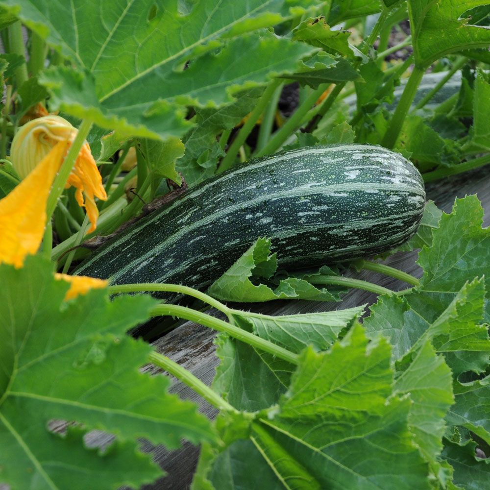 Zucchini 'Tapir'