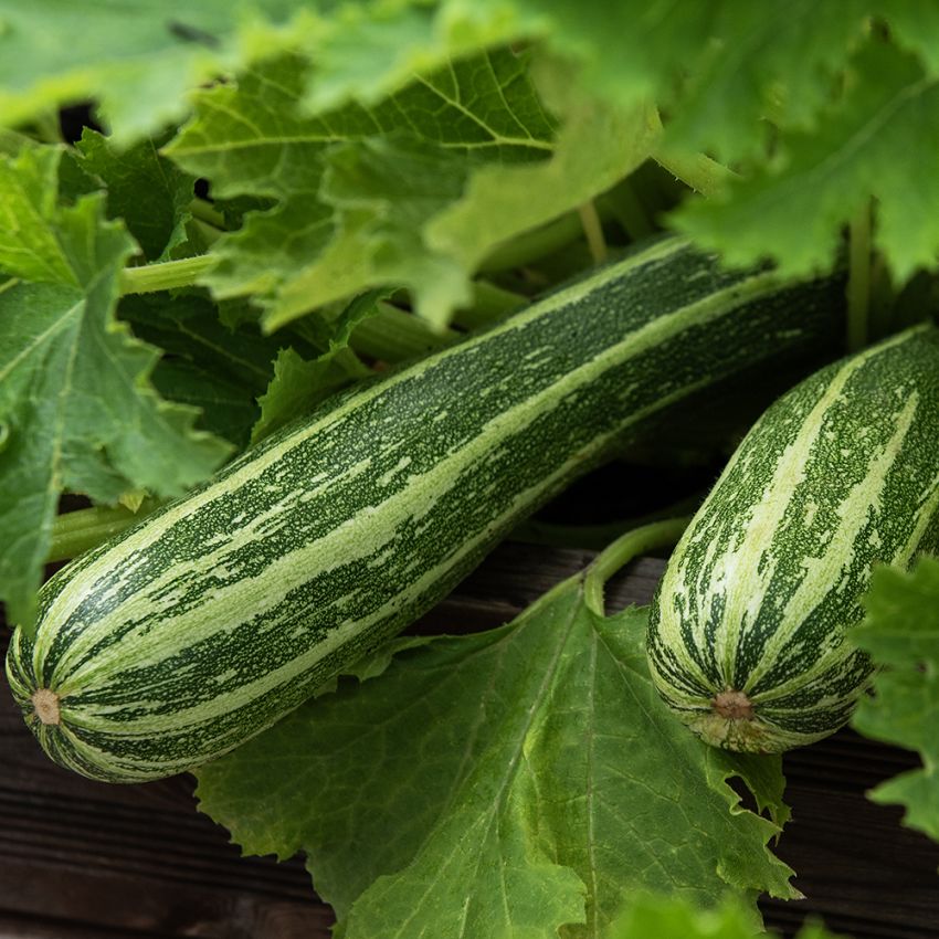 Zucchini 'Verte Non Coureuse d'Italie'