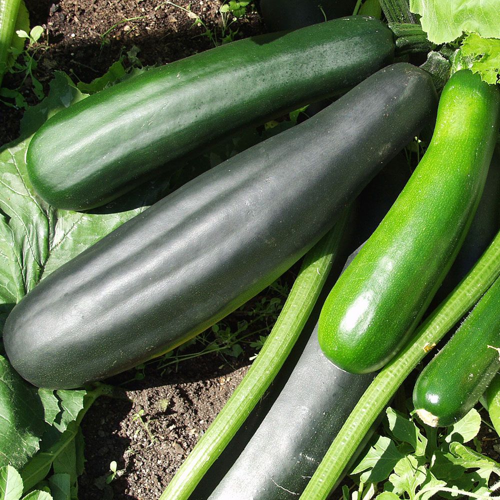 Zucchini 'Black Beauty'